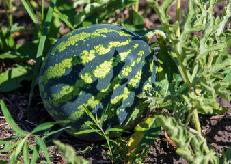 Watermelon lies on the ground in nature.