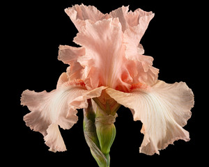 Fototapeta na wymiar Pink flower of iris, isolated on black background