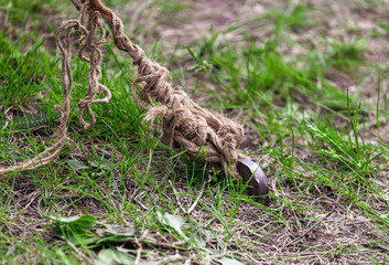 A peg hammered into the ground