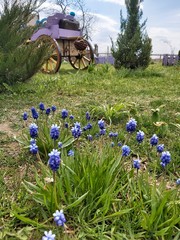 flowers in the garden