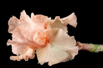 Pink flower of iris, isolated on black background