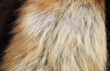 Animal fur as an abstract background.