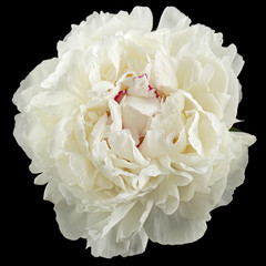 White flower of peony, isolated on black background