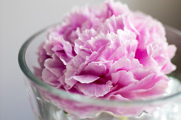 Pink peony in a glass vase against the background of a gray wall on a beige wooden table.