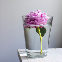 Pink peony in a glass vase against the background of a gray wall on a beige wooden table. Square format