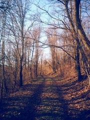 forest road trough the vibrant wood in autumn season