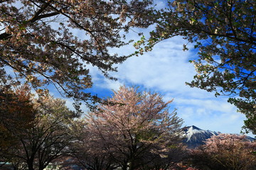 Obraz premium 岩手山と桜