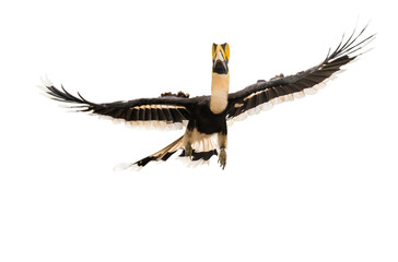 The Great Hornbill Flying on white background.