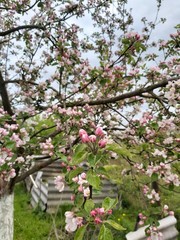 blooming apple tree