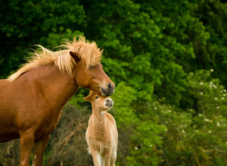 Naklejka na ściany i meble A very beautiful chestnut foal of an icelandic horse is sniffling and tweaking it`s sorrel mother, grooming 