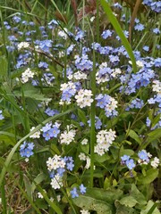 forget me not
