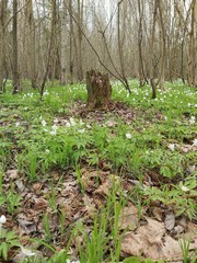 spring in the forest