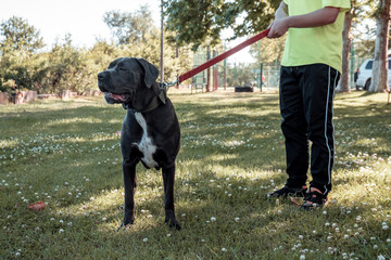 Big young cane corso walking in the grass with owner