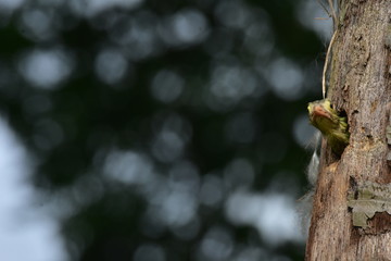 The lineated barbet bird at nest
