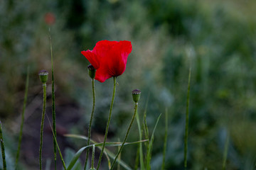 Wild red poppy flower. Background of lonely plant