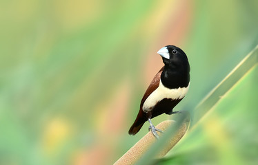 Tricoloured munia