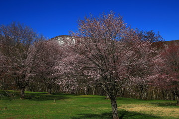 Obraz premium 春の岩手県民の森