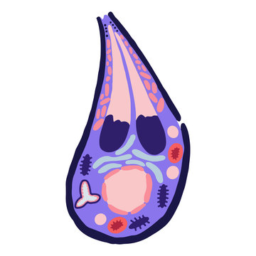 Toxoplasmosis cell model. Isolated cell on a white background in a flat style. Dangerous virus for pregnant women. Educational material. Disease. Stock vector illustration.
