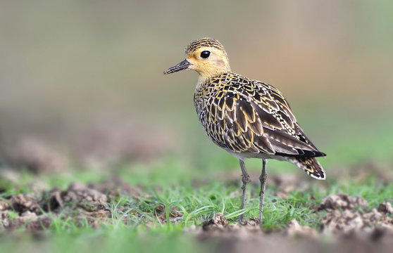 Pacific Golden Plover