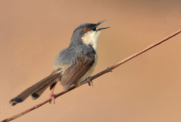 Ashy prinia