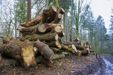 Fototapeta premium Cutting down trees. Logging. Trunks of felled trees. Deforestation.