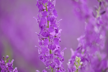 Lilac flowers of delphinium on spring field close-up in drops during the rain.