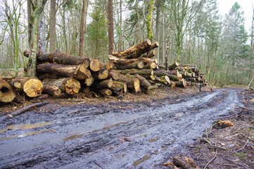 Cutting down trees. Logging. Trunks of felled trees. Deforestation.