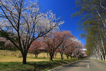 	春の岩手県民の森