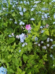 Flowers of forest geranium. Small purple flower of Geranium palustre on a background of forget me not.