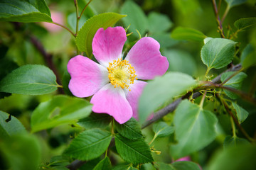 Close-up image of the beautiful spring flowering, pink, Rosa Canina also known as the Dog Rose. Floral background