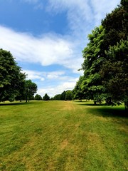 landscape with trees