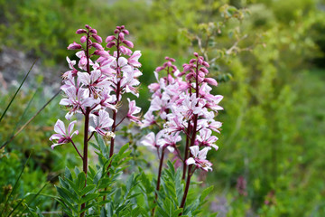 Pink flowers of wild plant Diptam (Dictamnus albus) or Burning Bush, or Fraxinella, or Dittany. Endangered rarity plant