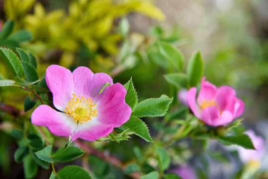 Close-up image of the beautiful spring flowering, pink, Rosa Canina also known as the Dog Rose. Floral background