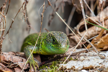 European green lizard head shoot