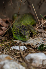 European green lizard close up