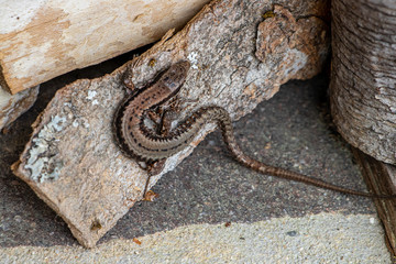 Common wall lizard resting on wood