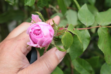 Close up of female hand picking rose pink bud from historic organic English musk highly scented...