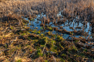 View of grassy wetland at spring