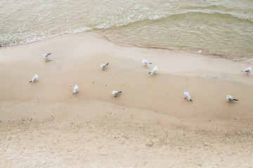 A flock of seagulls walking on the sandy sea coast near water.
