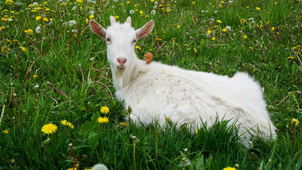 Obraz premium White goat lies on a field with yellow, white dandelions and green grass, looking at the camera, large image
