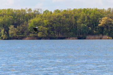 Grey heron (Ardea cinerea) flying over a river