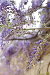 
delicate lilac blooming wisteria flowers in spring