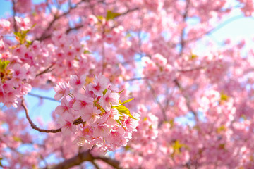 Sakura or cherry blossom is a famous pink flower background in Japan