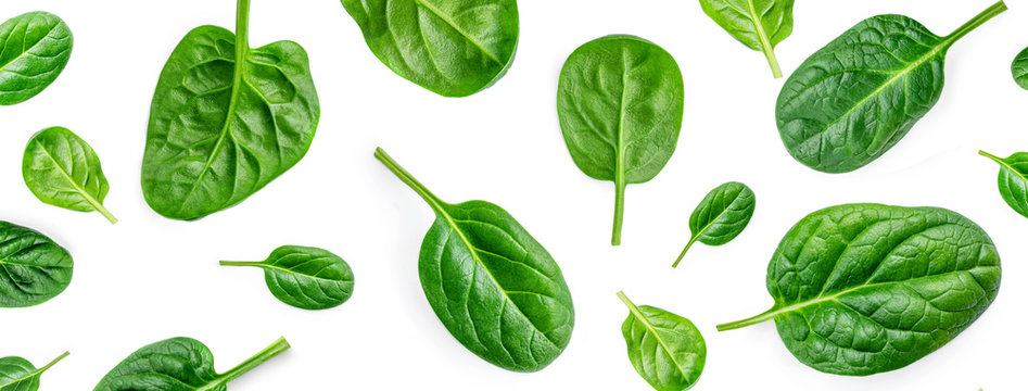 Creative layout made of Fresh spinach leaves isolated on white background. Pattern. Green baby spinach Flat lay.