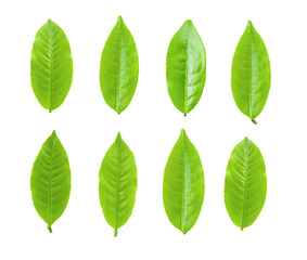 Green tea leaf on white background