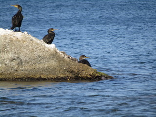 cormorant on rocks