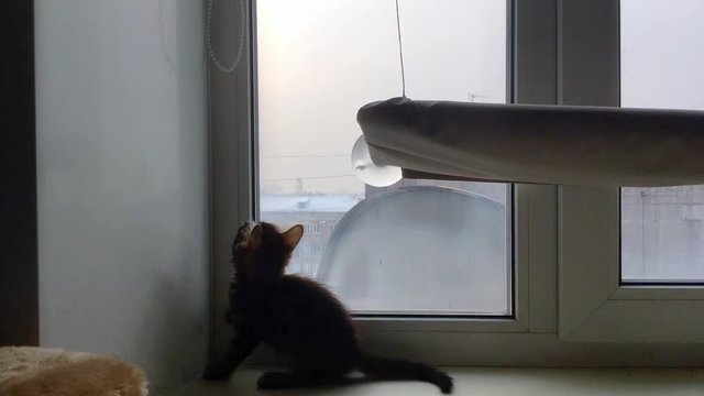 Cute bengal kitten sitting on the windowsill and playing with sunblind