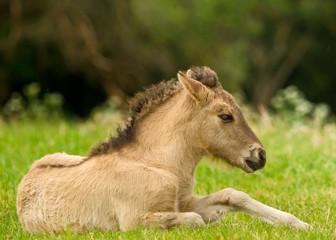 A pretty and cute dun horse foal of an Icelandic horse is trying to get up from the green meadow, very clumsy
