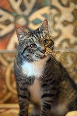 brown and white cat with a long mustache