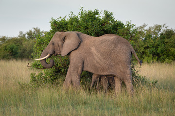 Safari in Kenya. Elephants family in Masai Mara Park. Mother and baby elephant
